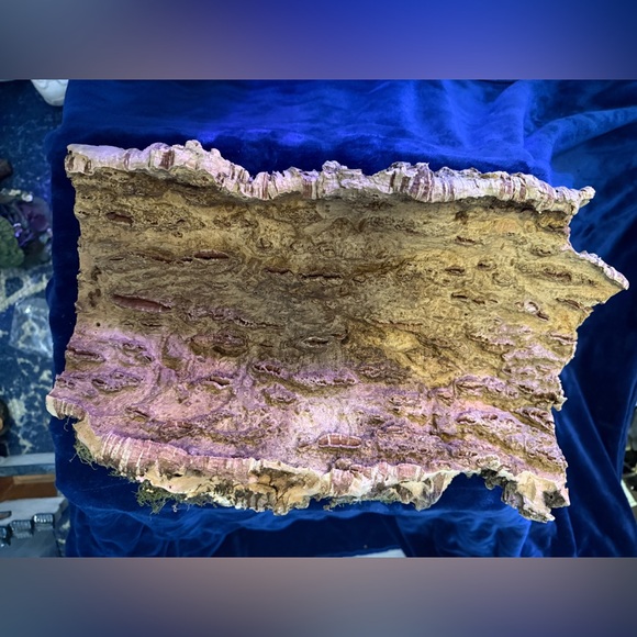 Air Plant Cork Mounted Arrangement - Green - Picture 5 of 7